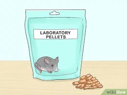 How To Keep A Pet Rat At A Healthy Weight 10 Steps