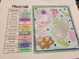 Animal cell coloring page answers. Https Www Opschools Org Site Handlers Filedownload Ashx Moduleinstanceid 1104 Dataid 4342 Filename Animal 20and 20plant 20cell 20coloring 20pages Pdf