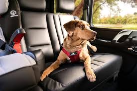 Dog Car Safety Explained From Car