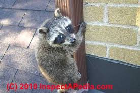 We service over 500 usa locations! How To Keep Raccoons Out Of Your Building