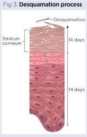 the structure and functions of the skin