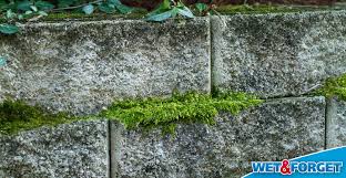 Forget Outdoor Makes Removing Moss
