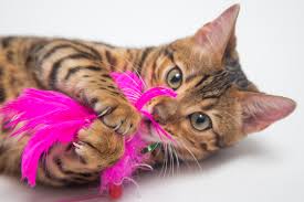 cat play the right way 7 mistakes to