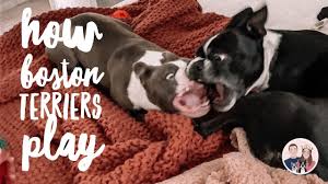 how boston terriers play bitey face
