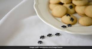 The shower room environment provides a conducive breeding environment and also offers food. How To Get Rid Of Ants 8 Home Remedies That Do The Trick Ndtv Food