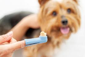 We also do not cover toothbrushes and toothpastes or dental foods, chews, or rinses. Dog Teeth Cleaning Pro Tips On How To Care For Your Dog S Dental Health Daily Paws
