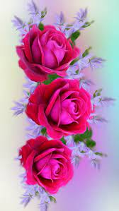 roses flowers hd phone wallpaper peakpx