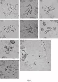 Mitotic metaphase plates of Festuca jeanpertii subsp. jeanpertii ...