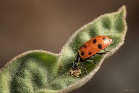 good vs bad ladybugs in your garden