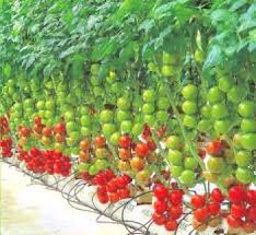 Отглеждане на домати | сортови семена и растителна защита еоод. Otglezhdane Na Domati Na Hidroponika Gradina I Grad