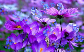 purple spring flowers desktop