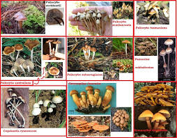 Wild Mushroom Identification Charts Nsw Magic Mushroom