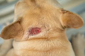 my dog losing hair in patches and scabs