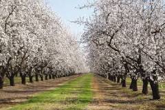 where-can-i-see-almond-blossoms-in-california