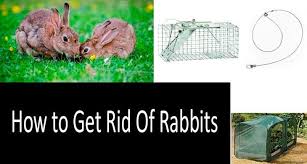 The pull snare, like the box trap with a string attached to it many of you have seen in cartoons you setup and wait for game to come along and pull the snare to catch the game. How To Get Rid Of Rabbits Both In Winter And In Summer 7 Best Methods And Tips