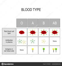Blood Groups Chart Four Basic Blood Types Made Combinations