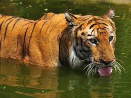 Have A Wild Time Go To The Sundarbans Spot A Bengal Tiger