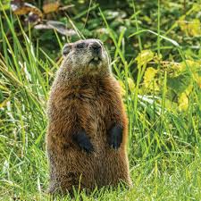 keep groundhogs out of the garden the