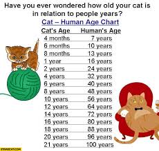 How Old Is Your Cat In Relation Compared To People Years Cat