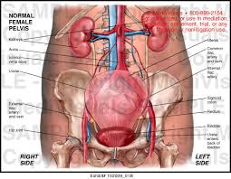 1)ilium, 2)ischium some people divide the pelvis into a greater (or false) pelvis and lesser (or true) pelvis. Female Anatomy Pelvic Area Anatomy Drawing Diagram