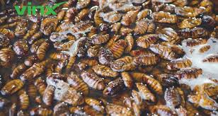 get rid of a heavy roach infestation