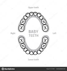 Baby Tooth Chart Baby Mouth Primary Teeth Deciduous Teeth