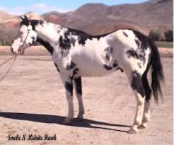 horse color genetics