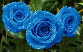 Beautiful Blue Roses With Water Drops ...