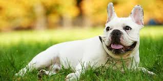 While your bulldog will have to battle common dog problems such as wax in the ears, fleas and ticks and. Health Problems Of Short Muzzled Dogs Widely Unknown To Owners