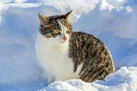 Il gatto e l'inverno: suggerimenti per viverlo meglio | Magazine zooplus