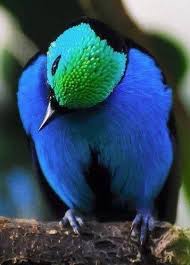 Image result for tanagers google images