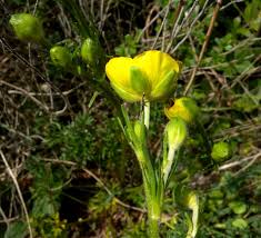 Scheda IPFI, Acta Plantarum Ranunculus_garganicus