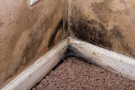 carpet mold growth in bentonville