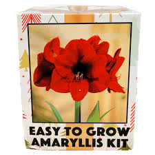 amaryllis gift box kit red lion van