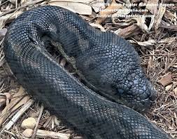 coastal carpet python morelia spilota
