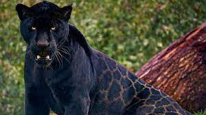 gorgeous black jaguar named neron