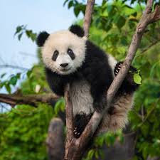 how many giant pandas are left in the
