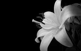 black and white flower backgrounds