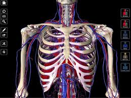 11 f bones and muscles: Essential Anatomy 3 3d4medical