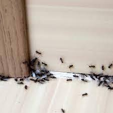 how to get rid of ants in your kitchen