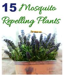 Mosquito Repelling Plants How To Keep
