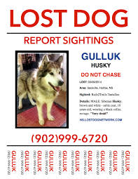 008 Lost Dog Poster Sackville Halifax Co Ns Husky Male Yrs Found