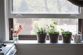 Growing Food In Your Apartment