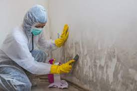 Remove Mold From Drywall