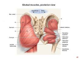 The muscle crosses the hip joint anteriorly, so it flexes the hip joint. It S All In The Hips