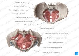 This is a table of skeletal muscles of the human anatomy. Muscles Of The Pelvic Floor Anatomy And Function Kenhub