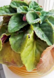 They reliably bloom several times a year when cared for properly. Reasons For African Violet Leaves Turning Yellow How To Take Care Of Yellowing African Violets