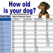 Dog Age Chart Dog Ages Dog Age Chart Dog Information