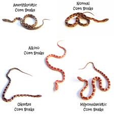 Most Popular Corn Snake Morphs