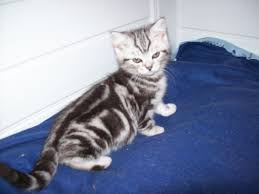 My kittens are brought up in my home, in my room, and on my lap. British Shorthair Silver Tabby For Sale